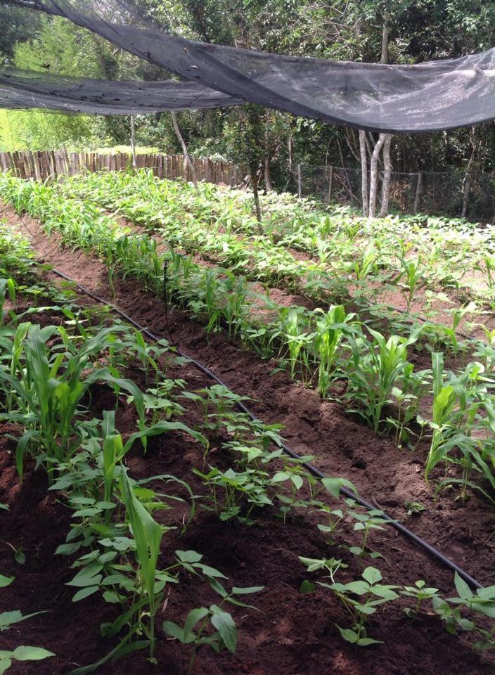 Riachinho Pousada Fazenda 발레 두 카파오 외부 사진