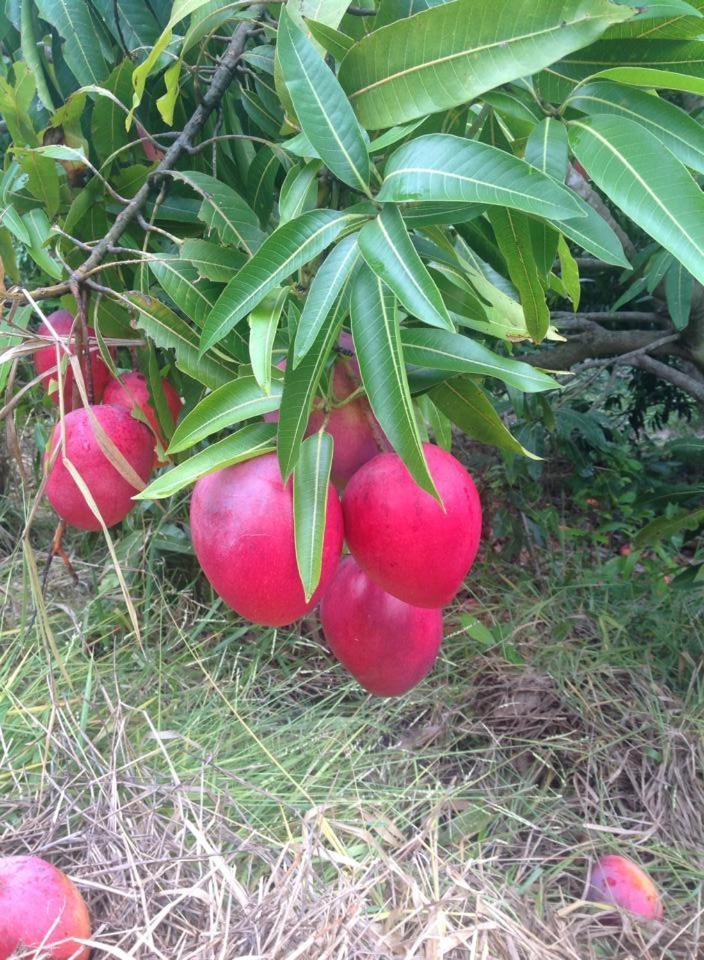 Riachinho Pousada Fazenda 발레 두 카파오 외부 사진